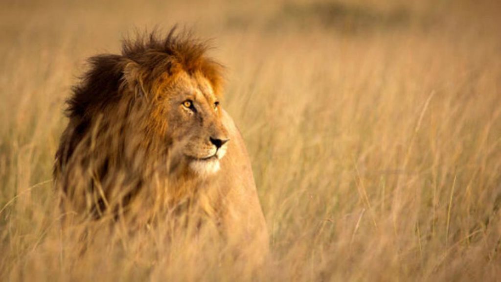 Terbesar Sepanjang Sejarah, 14 Singa Kabur dari Taman Nasional Afrika Selatan