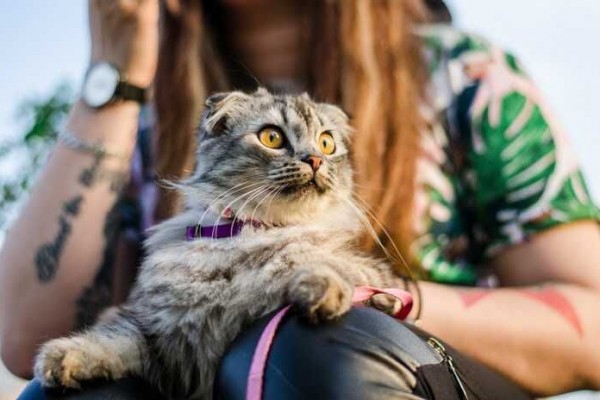 Kenapa Sih Kucing Demen Banget Duduk di Pangkuan Kita