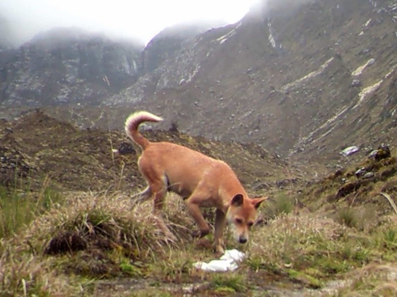 Spesies anjing purba ditemukan hidup di dataran tinggi Papua