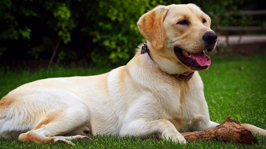 Tak Rela Ditinggal Mati Pasangan Ini Rogoh Rp 713 Juta untuk Kloning Anjing Kesayangan