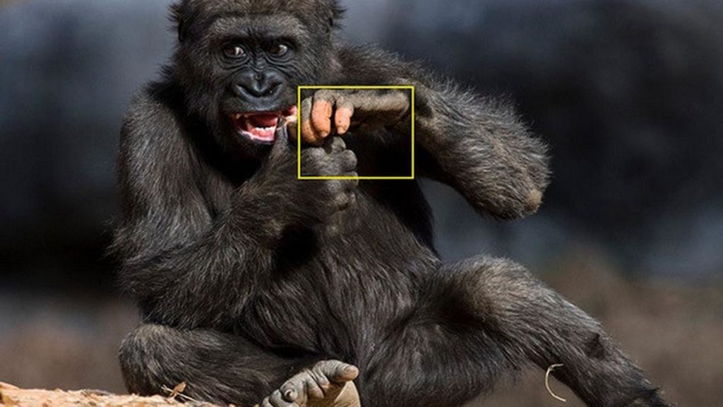 Miliki Jari Mirip Manusia, Gorila Ini Bikin Publik Heboh