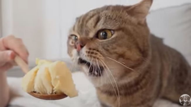Begini Lucunya Reaksi Kucing saat Ditawari Durian Ada yang Lahap