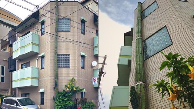 Tumbuh Setinggi Gedung 3 Lantai Kaktus Ini Viral di Media Sosial