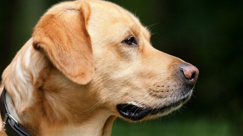 3 Akibat Fatal dan Mitos Bagi Pemakan Daging Anjing
